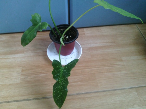 филодендрон Lime Fiddle.jpg
