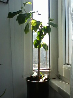 IMG00439.jpg