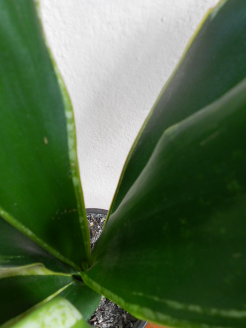 DSCN5576.JPG