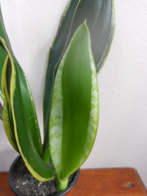 DSCN5577.JPG