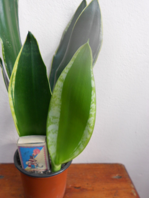 DSCN5579.JPG