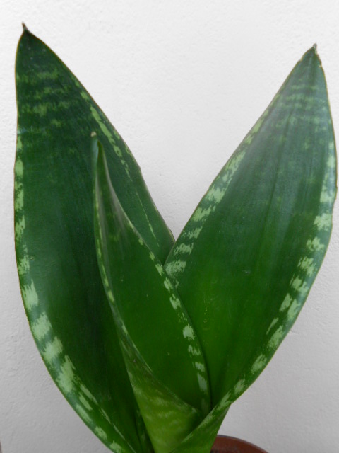 DSCN5457.JPG