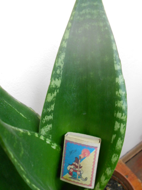 DSCN5458.JPG