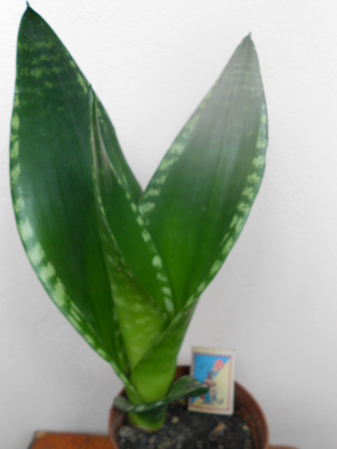 DSCN5460.JPG