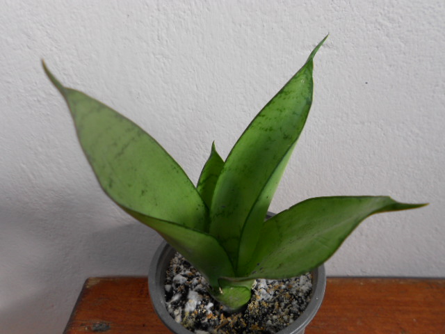 DSCN5563.JPG