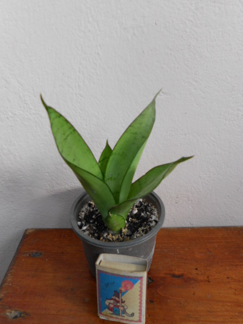 DSCN5564.JPG