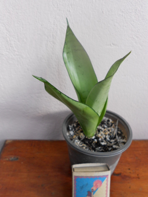 DSCN5565.JPG