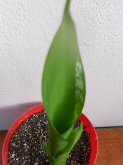 DSCN5566.JPG