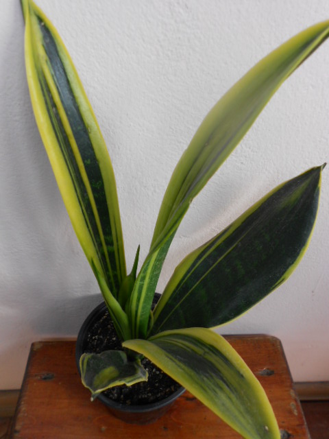 DSCN5560.JPG