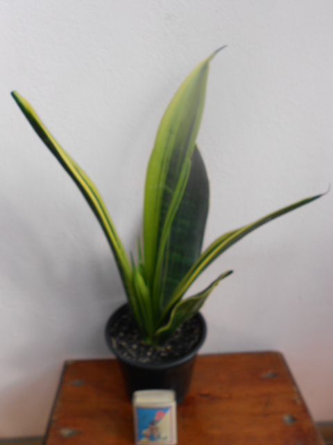 DSCN5561.JPG