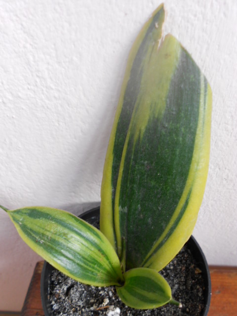 DSCN5556.JPG