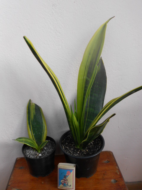 DSCN5555.JPG