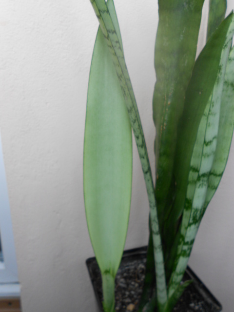DSCN5450.JPG