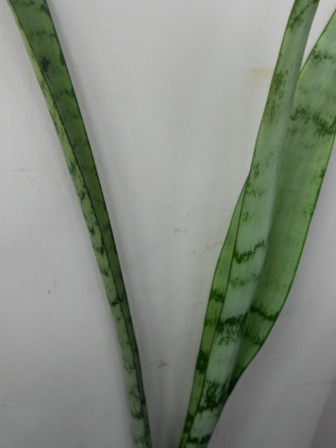 DSCN5451.JPG