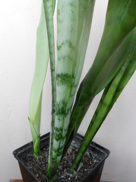 DSCN5456.JPG