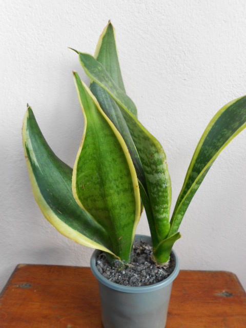 DSCN5550.JPG