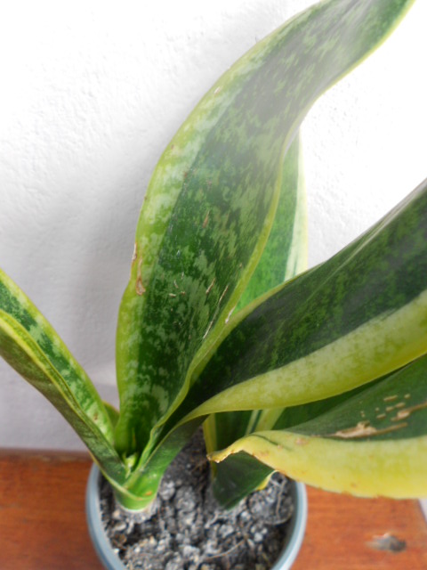 DSCN5554.JPG
