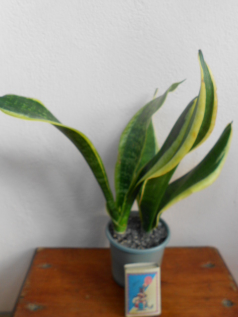 DSCN5552.JPG