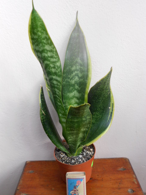DSCN5572.JPG