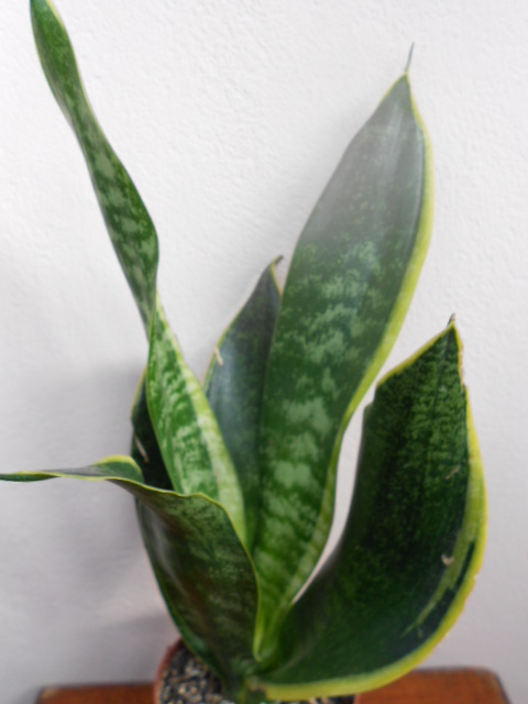 DSCN5571.JPG