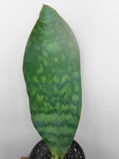 DSCN5437.JPG