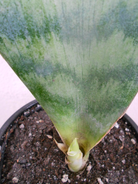 DSCN5438.JPG