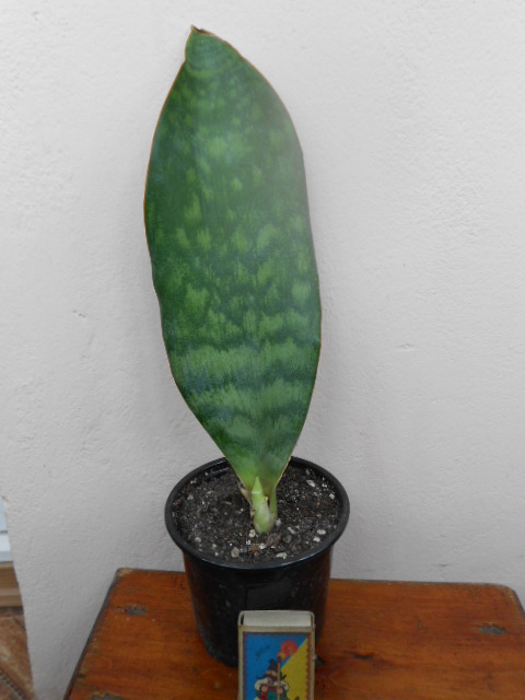 DSCN5439.JPG