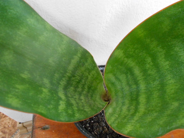 DSCN5440.JPG