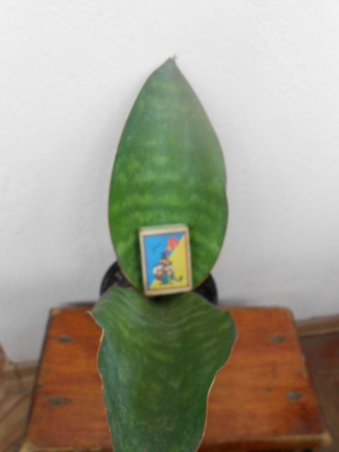 DSCN5442.JPG