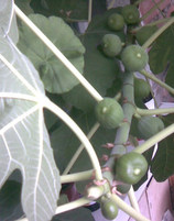 Img008.jpg
