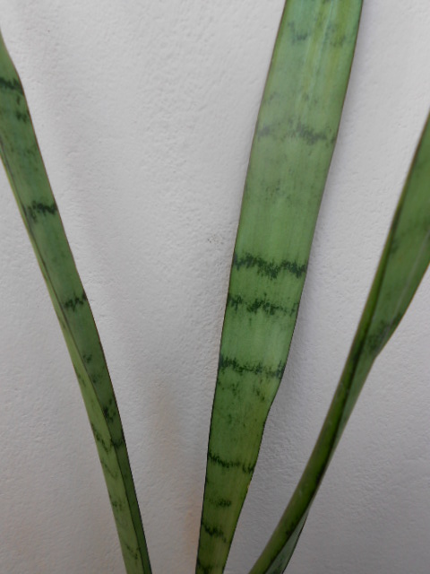 DSCN5650.JPG
