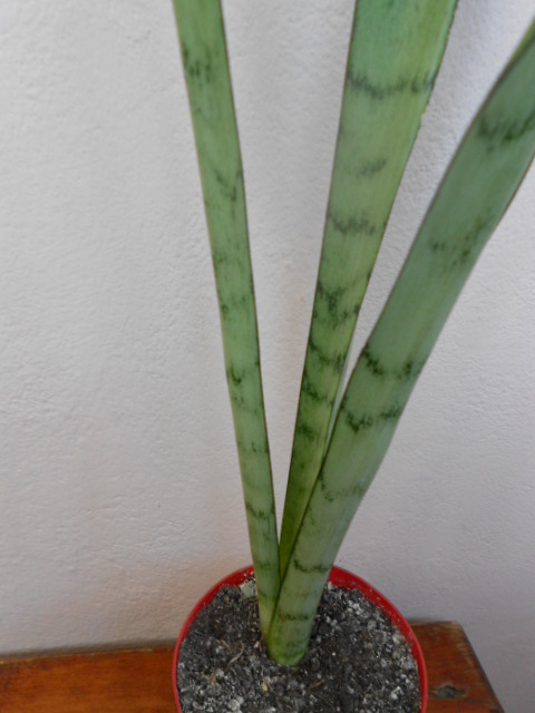 DSCN5651.JPG