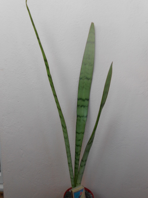 DSCN5652.JPG