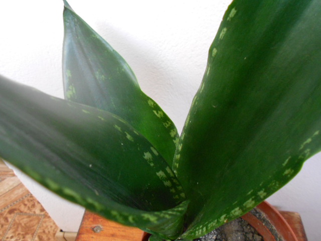 DSCN5662.JPG