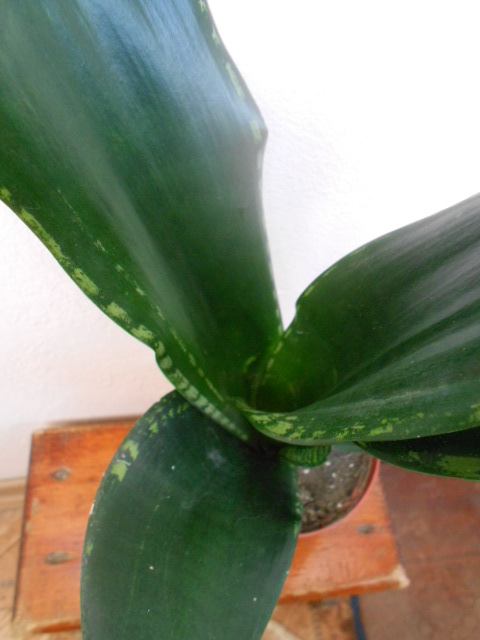 DSCN5667.JPG