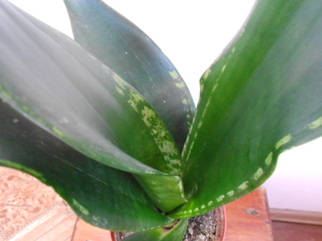 DSCN5666.JPG