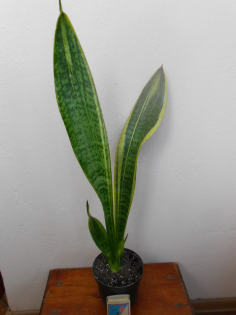 DSCN5715.JPG
