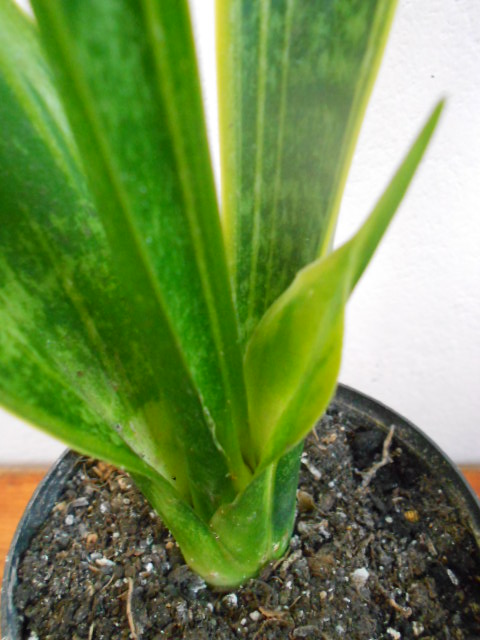 DSCN5714.JPG