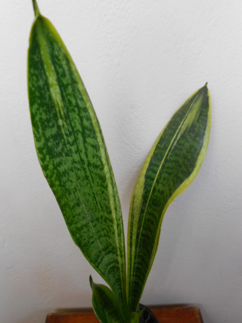 DSCN5712.JPG