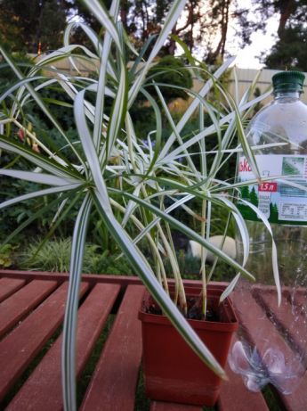 ciperus-variegatnyi-cuperus-alterrnifolius-variegatys-photo-ab45.jpg