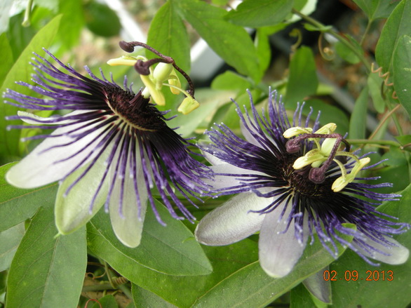 DSCN2466.JPG