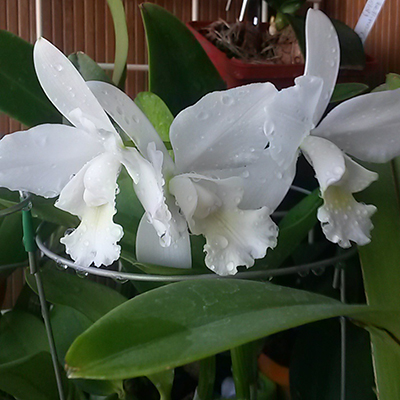20160810_095629.jpg