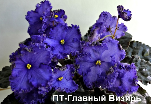 ПТ-Главный Визирь пл.jpg