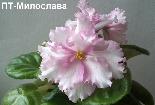 ПТ-Милослава пл.jpg