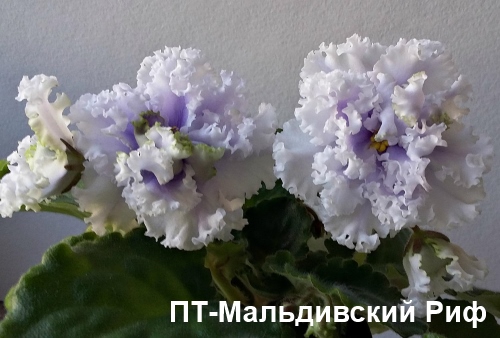 ПТ-Мальдивский Риф пл.jpg