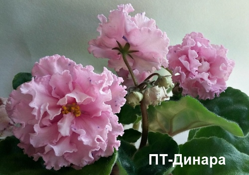 ПТ-Динара пл.jpg
