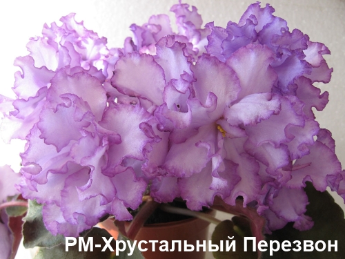 РМ-Хрустальный Перезвон пл.jpg