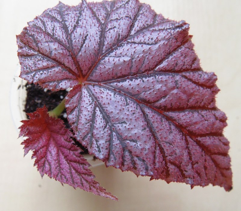 Begonia Arthur Mallet.jpg