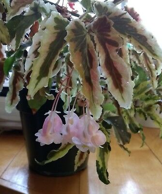 BEGONIA DAINTY SPRAY SPORT.jpg