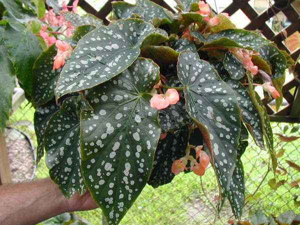 Begonia 'Fabulous Tom'.jpg